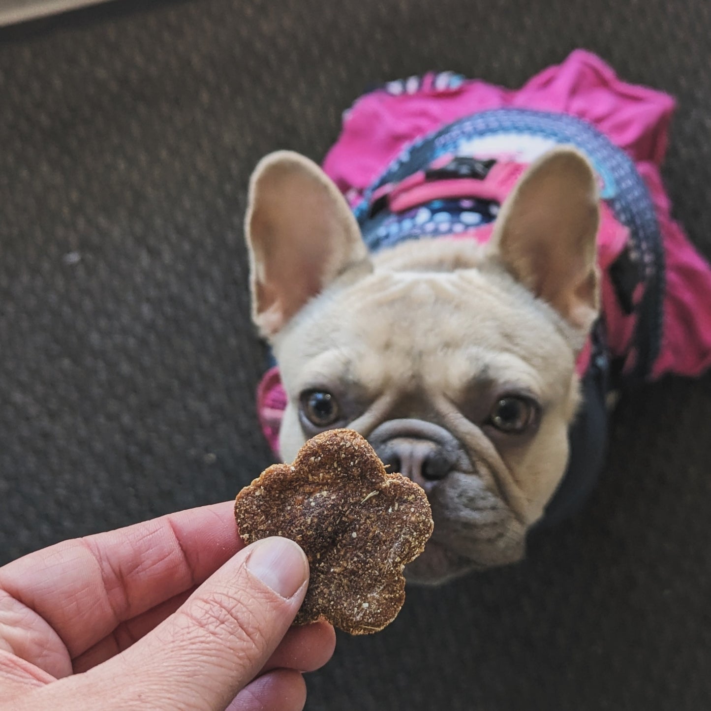 Gâterie pour chien - Croc'Santé