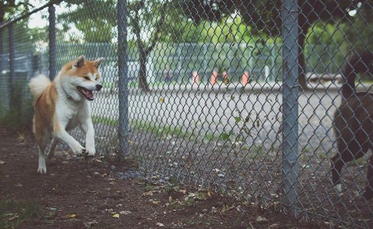 Le parc à chien, introduction et découverte.