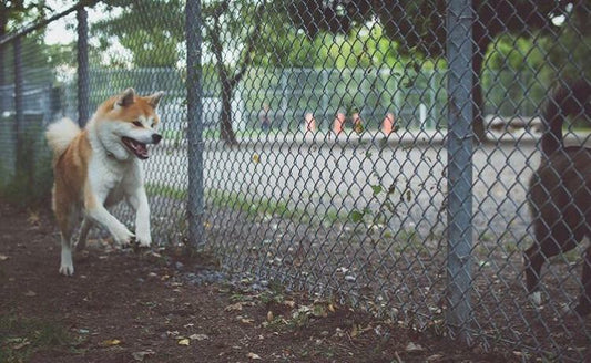 Le parc à chien, introduction et découverte.